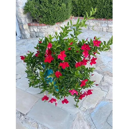 Foresteria San Leo * Trivigno