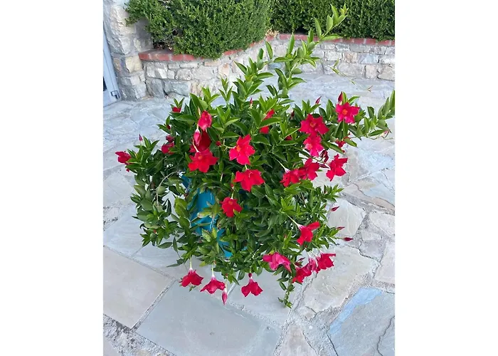 Foresteria San Leo * Trivigno